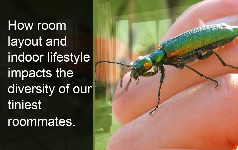 Indoor lifestyle impacts the diversity of bugs
