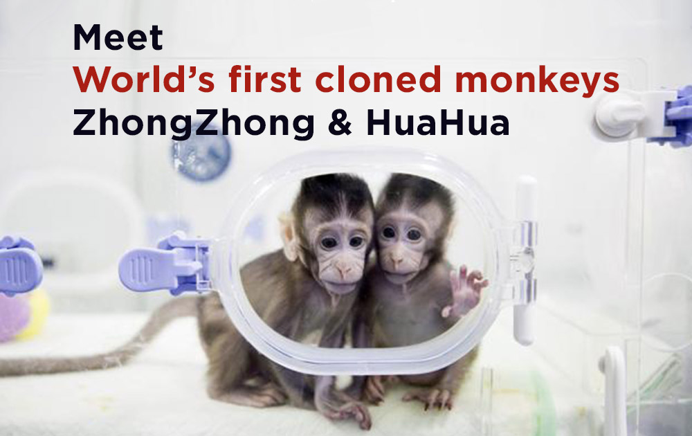 Cloned-monkeys-zhongzhong-&-huahua