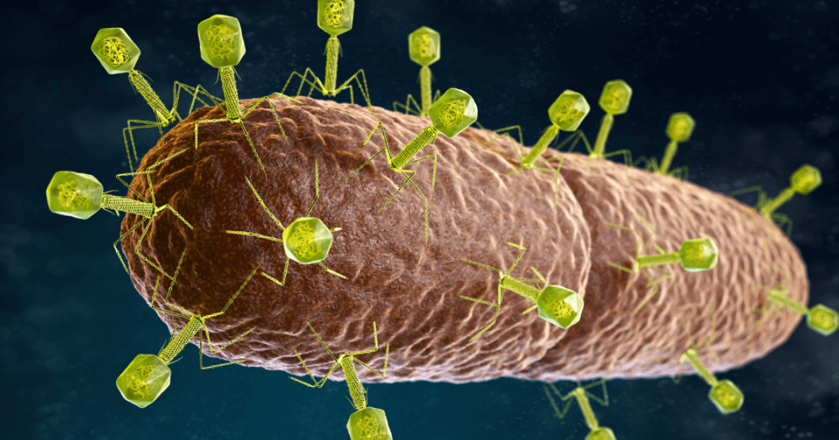 Nature’s own antibiotic <br> bacteriophage virus