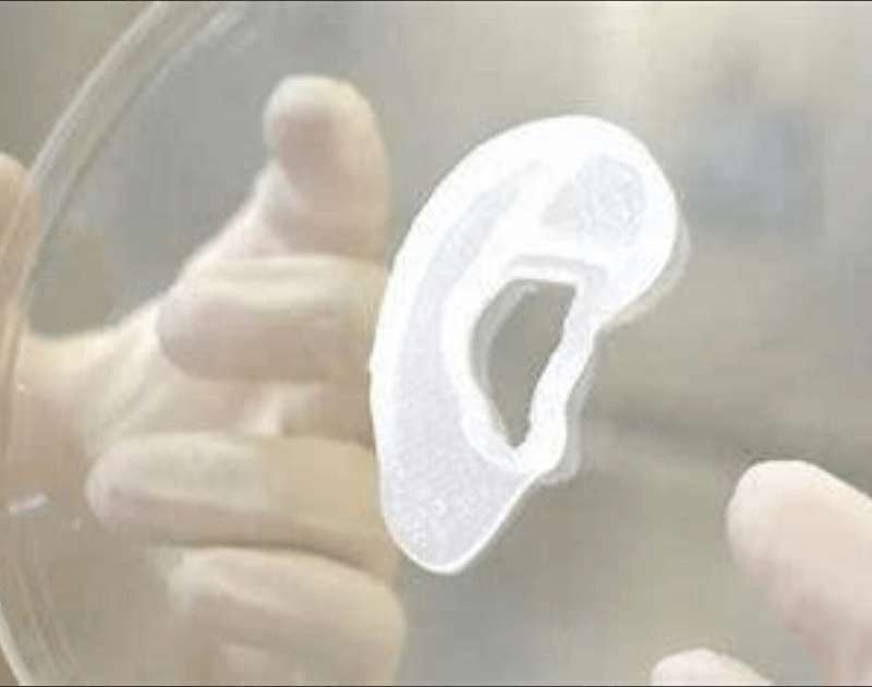 Replacement Ear Made From Ear Cells