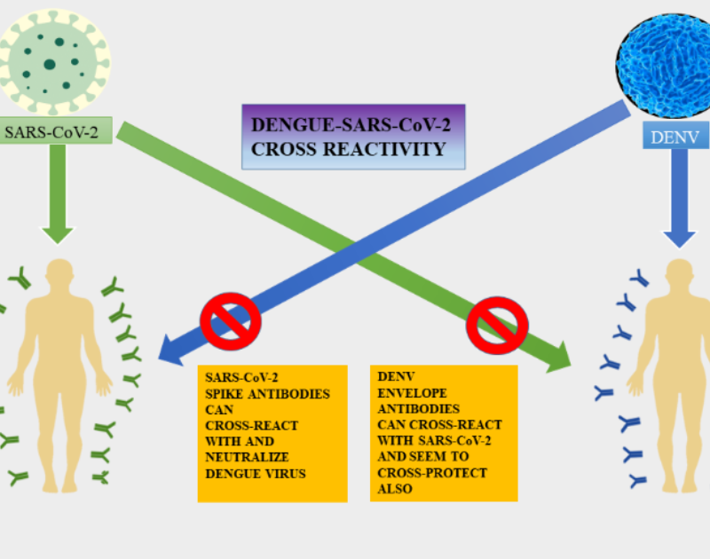 Researchers find cross-reactivity of SARS-CoV-2 with other pathogens